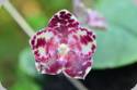 Phal. gigantea Yins Best